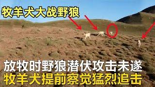 牧羊犬神機妙算，智破野狼偷襲羊群#top   #世界之最 #动物 #動物 #災難 #灾难 #腦洞大開 #美國 #灰熊#狼群 #北大村庄#可可西里#