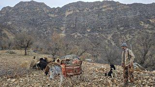 Iran nomadic life: Jahangir takes his sheep to the mountain pastures for grazing