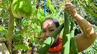 Another bountiful harvest: Cincinnati Kitchen garden.