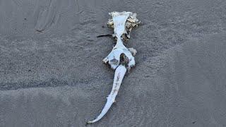 Look at this strange thing I found on the beach #stange #weird #beach #found