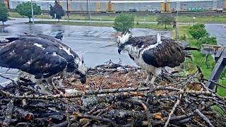 Iris Feeds Live Fish To Osprey Chicks On Overcast Morning – June 17, 2024