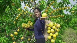 Harvesting Star Apples - Fishing and Selling at Market - Thanh Farm