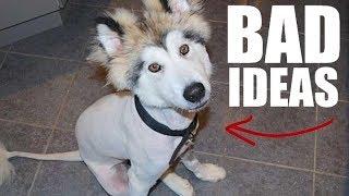 5 Mistakes Almost ALL Husky Owners Make!