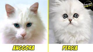 Serupa Tapi Tak Sama, Inilah 5 Perbedaan kcing Anggora Dan Persia
