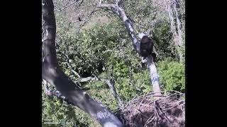 Bald Eagle Sees Fledged Chick in Distance - Duke Farms Eagle Cam Fan (2021)