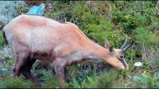 Close Encounter! Deer, Tahr & Chamois - New Zealand Mountain Hunting