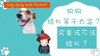 狗狗该不该结扎，绝育？结扎，绝育等于太监？打破关于结扎的迷思