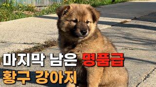 명품급 황구 강아지가 이제 단 한 마리만 남았습니다. | 진돗개 황구 강아지 | 황구 용순이의 자견 강아지