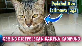 KELEBIHAN KUCING KAMPUNG DIBANDING KUCING PERSIA