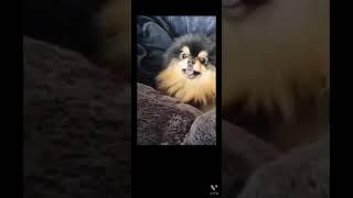 who got the Cutest pet on the internet?