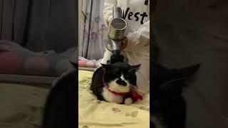 大卡车返厂维修！ 猫猫：你怎么没有边界感呀 宠物圣诞节的仪式感