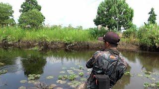 ASTAGA!!! Surutnya air sungai banyak ikan yg kelaparan