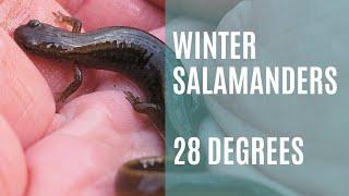 [The Salamander Journal #17] Winter Salamanders #herping #hiking #salamanders #amphibians #