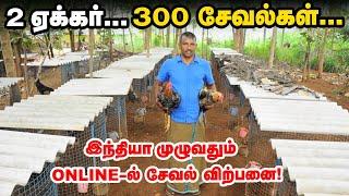 என்கிட்ட ரூ.7,000 முதல் 50,000 வரை சேவல் இருக்கு | கோழி வளர்ப்பில் அசத்தும் ஈரோடு பிரகாஷ்!