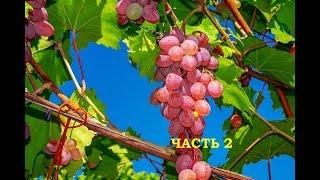 Проращивание виноградной лозы спустя 5 месяцев. Результат.