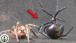 EPIC Encounter! BLACK WIDOW and WOLF SPIDER - A TOTALLY UNEXPECTED Finale