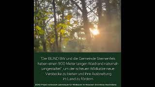 4. Advent. 22! BUND-Projekt verbessert Lebensraum für Wildkatzen im Naturpark Stromberg-Heuchelberg.