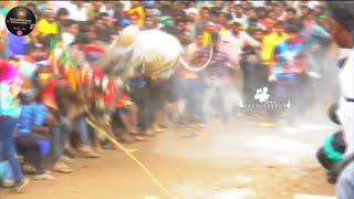 Giddampatti Eruthukattu mass // Krishnagiri Jallikattu Lover // Krishnagiri Eruthukattu Jallikattu..