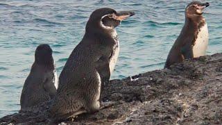 Facts: The Galápagos Penguin (The Only Tropical Penguin)