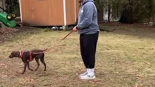 WOW! Stop Your Dog Pulling on the Leash with THIS Shockingly Easy Trick