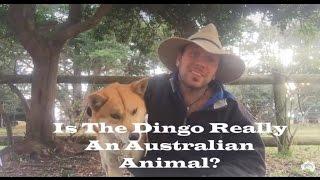 Are Dingoes Really Australian?