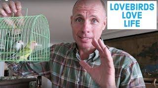 Should you buy lovebirds?