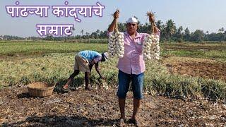 पांढऱ्या कांद्याचे सम्राट | पांढऱ्या कांद्याची शेती | वसई | King of White Onion |White Onion Farming