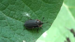 Margined Carrion Beetle (Silphidae: Oiceoptoma novaboracense) on Leaf