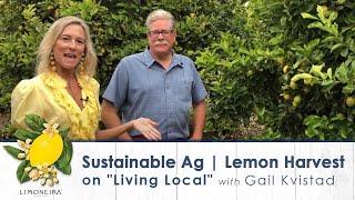 Limoneira Lemon Harvest | Sustainable Agribusiness on Living Local