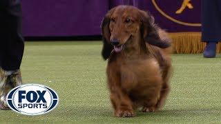 Group judging for the Hound Group at the 2019 Westminster Kennel Club Dog Show | FOX SPORTS