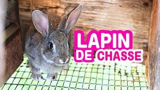 Infiltration dans un élevage de lapins et de lièvres pour la chasse