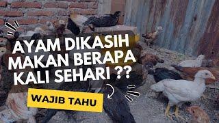 Berapa Kali Ayam Dikasih Makan dalam Sehari? Ini yang Paling Ideal