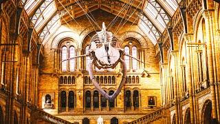 Natural History Museum - Complete Virtual Tour