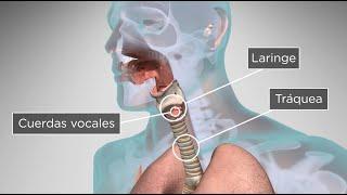 ¿Cómo el cuerpo humano produce la voz y el habla?