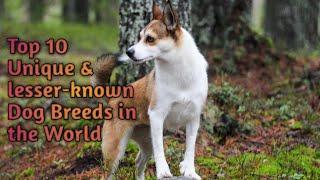 Top 10 unique and lesser-known dog breeds | New Dog Breeds 2023 || Unique Dog Breeds |@animals2.2