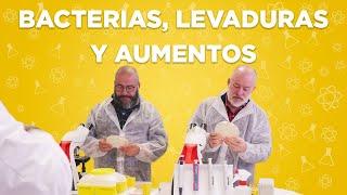 Bacterias, levaduras y aumentos: alimentos con microorganismos | A tres barbas | CIEN&CIA 4x06