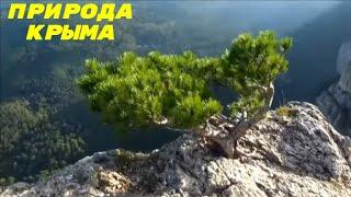 ПРИРОДА КРЫМА // Ялта LIVE Крым / Жизнь в Ялте