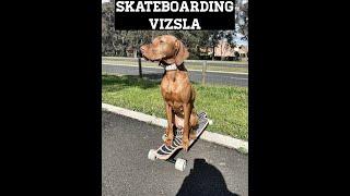 Skateboarding Vizsla CLEVAH