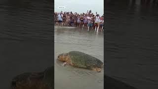 Bubba is going back to the sea! The 375-pound loggerhead #savewildlife #seaturtle #seaturtlerescue