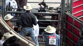 Grand National Rodeo Cruelty - Calf Roping - Pulled up by Ear - Oct 22, 2011