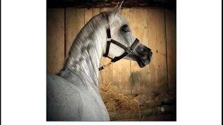 Pride of Poland 2015 - Polish National Show & Sale, Janów Podlaski Stud