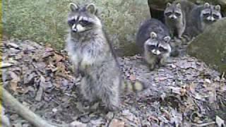 Spring time raccoon den action