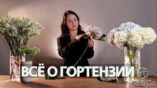 Как ухаживать и работать с гортензией? / Флористика для начинающих и не только