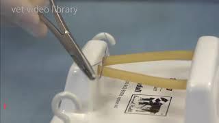 Miller's Knot - Suture Down The High Tension Tissues - Vet video library