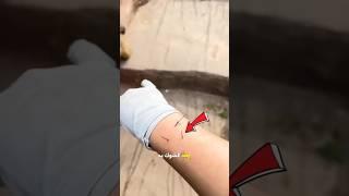 طلبت المساعدة من القرد 