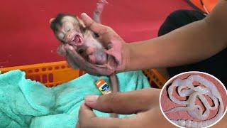 CAUSE NEWBORN BABY MONKEYS STAY TH1N