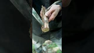 Easiest Way To Find Fatwood In A Pine Forest  || How To || #bushcraft #survival #fire #camping