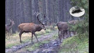 Jagd auf Rotwild - tolles Treffen am Morgen