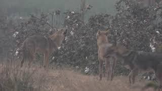 Golden Jackal Sound---Jackal Call