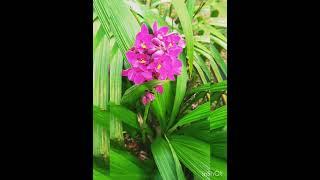 Best Outdoor Low-Maintenance flowering plants... Ground Orchid 